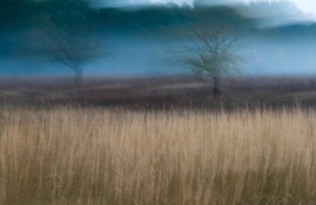 Two trees on a meadow in fog in motion blurの写真素材