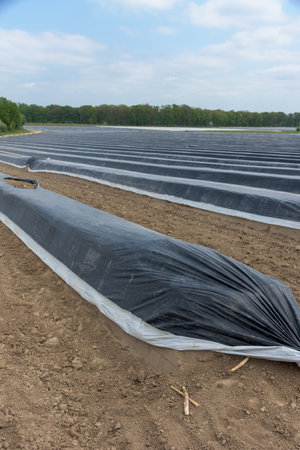 White asparagus in front of black tarpaulins tarpaulins on an asparagus fieldの写真素材