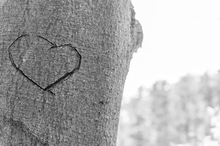 A heart carved into the bark of a treeの写真素材