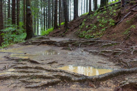 Hiking trail in the tatra mountains in rainy weather and fog