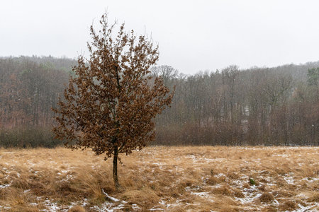 A tree with dry brown leaves in the moor in the snowの写真素材