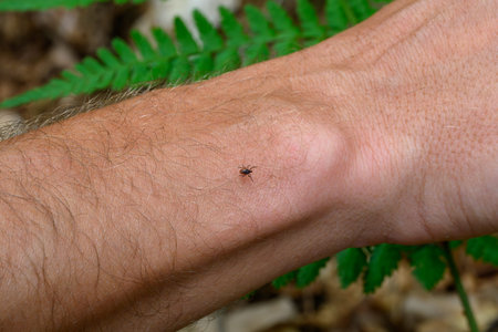 A tick walks on an arm and looks for a place to bite