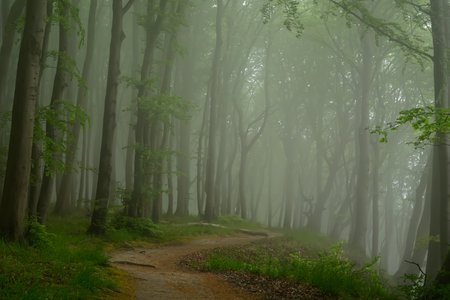 Beech forest in the fog in the national park on the island of Ruegen