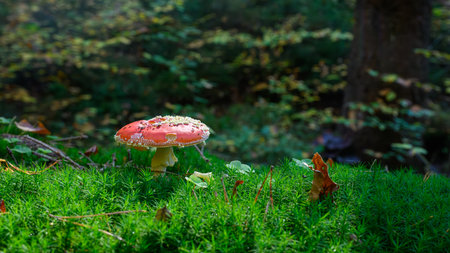 Single fly agaric standing on moss in the forestの写真素材