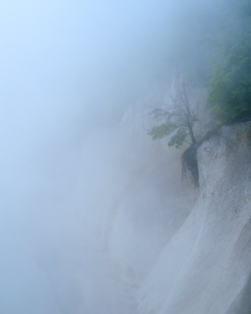 Lone tree on the chalk coast in the Jasmund National Park on the island of Ruegen, Germanyの写真素材