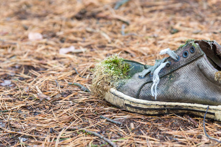 Old gray shoe overgrown with moss in a coniferous forestの写真素材