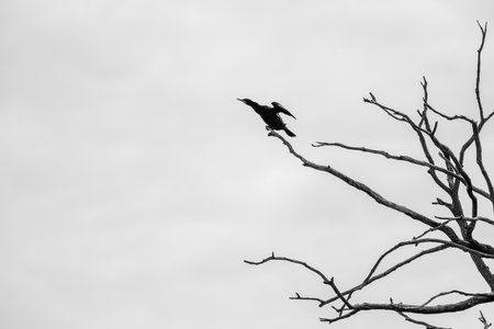 A cormorant on a bare branch with spread wingsの写真素材