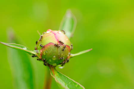 Ants on a flower bud, a close upの写真素材