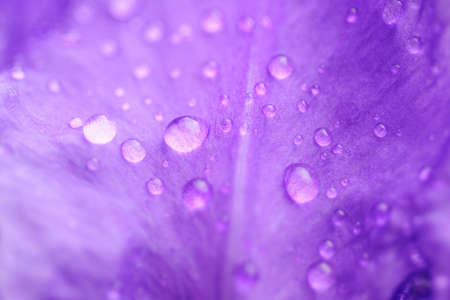 Dew on a lilac petalの写真素材