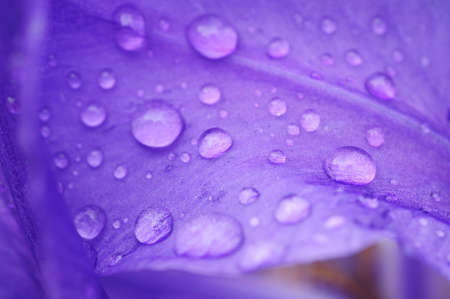 Dew on a lilac petalの写真素材