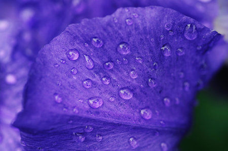 Dew on a lilac petal