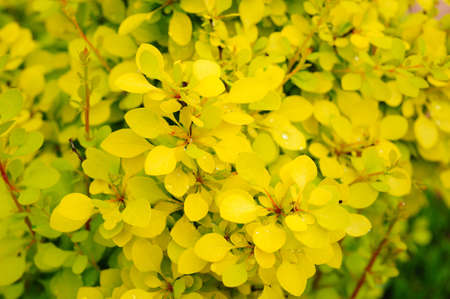 Bush with yellow leavesの写真素材