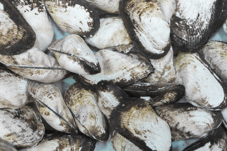 barnacles in a seafood restaurant in a blur focus
