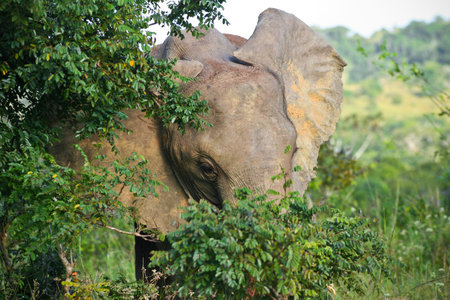 Shy african elephant standing behind trees in Amboseli National Park / Keniaの写真素材