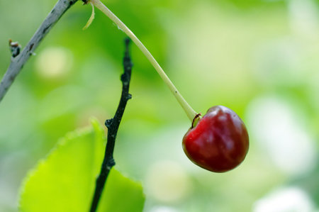 Cherries hanging on a cherry tree branch