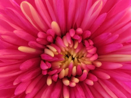 This is a macro shot of a pink carnation showing some very close detail.の写真素材