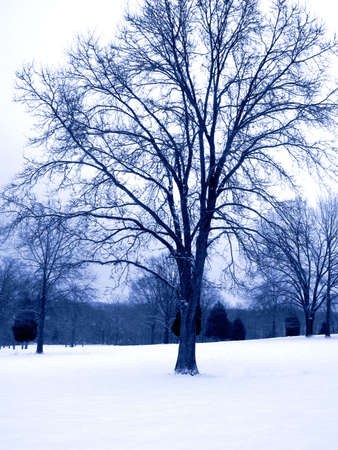 This is a blue duo-tone of a winter scene taken at a state park in New Jersey.の写真素材