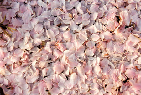 A background shot of flower petals.の写真素材
