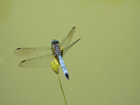 A super close-up of a dragonfly resting on a plant near a pond.