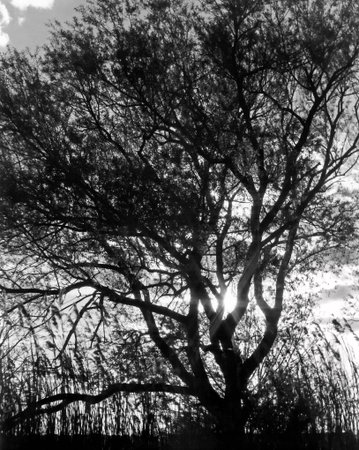 A shapely tree in black and white as the sun sets.