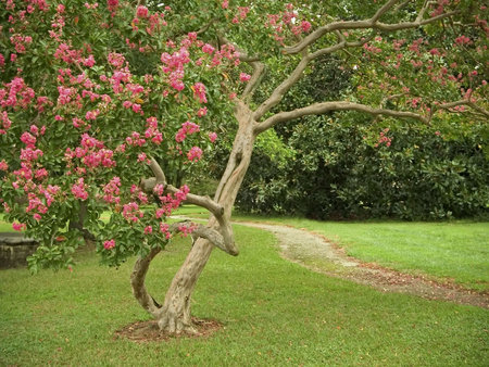A path going through a beautiful Summer garden.
