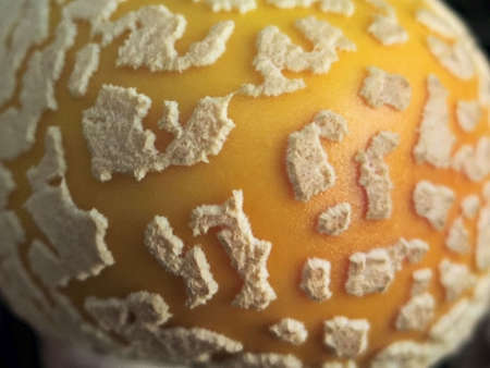 An extreme close-up of a fungus on a wild mushroom.の写真素材