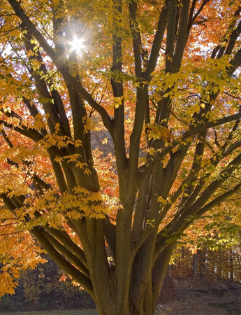 A colorful Autumn tree with the sun shining through.