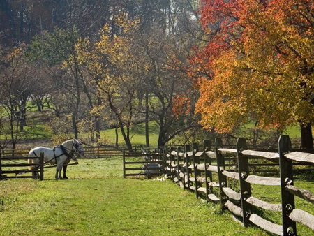 A team of two horses in a field of  the historic Longstreet Farm in Holmdel New Jersey.