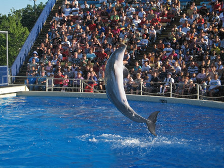A dolphin jumps at a dolphin show at Great Adventure in New Jersey.の写真素材