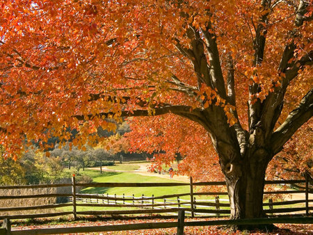 A beautiful red maple in full Fall brilliance in a New Jersey park.