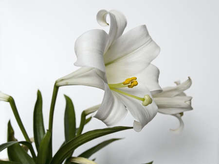 This is a very detailed closeup of an Easter Lilly on a neutral background.の写真素材