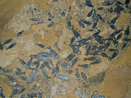 A fossil of small ancient fishes.の写真素材