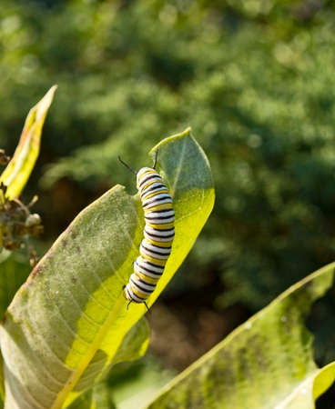 A close-up of a caterpillar as it eats leaves on a garden plant.の写真素材