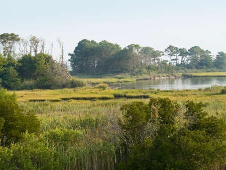 A wide angle view of the wetlands and woods near Ocean City Maryland.の写真素材