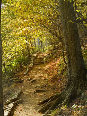 A tunnel of Fall colors frame this hiking trail in Shenandoah National Park in West Virginia.の写真素材