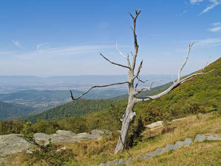 A shapely dead tree frames the scenic view along Skyline Drive at Shenandoah National Park in West Virginia.の写真素材