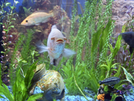 A close-up of colorful tropical fish in an aquarium.    