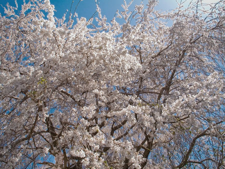 Brilliant white flowers of a white cherry tree in Spring.