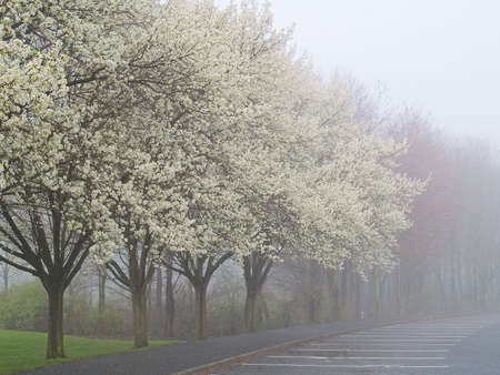 An early morning foggy view of a park with blooming Spring trees.の写真素材
