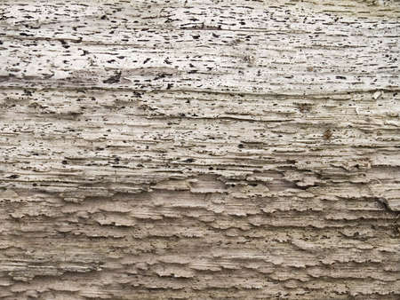 A close-up of natural wood in the forest.の写真素材