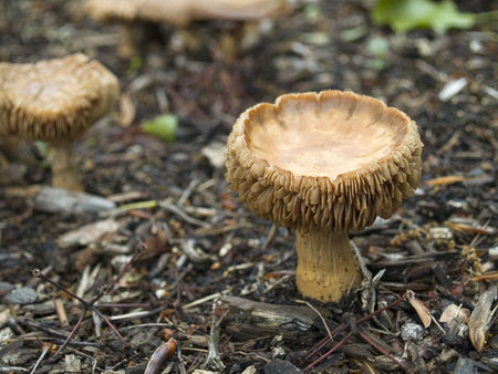 A close-up of wild mushrooms on the forest floor.