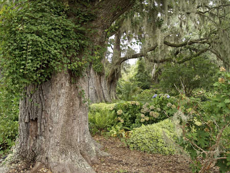 Large live oak trees and beautiful plants are part of the famous Brookgreen gardensの写真素材