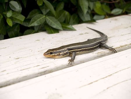 This reptile is known as the six-lined racerunner lizard, this one was photographedの写真素材