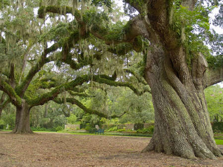A close-up of a large live oak tree on a former plantation now called Brookgreen Gardens near Myrtle Beach in South Carolina.の写真素材