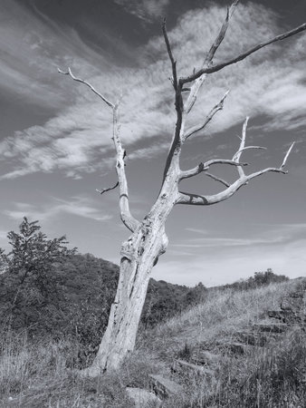 A black and white of a dead tree on a hillside in Shenandoah National Park in West VIrginia.の写真素材