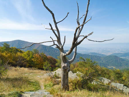 A bare tree frames this landscape in Shenandoah National Park in West Virginia.の写真素材