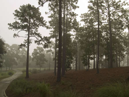 Early morning fog on the edge of this beautiful golf course in South Carolina.の写真素材