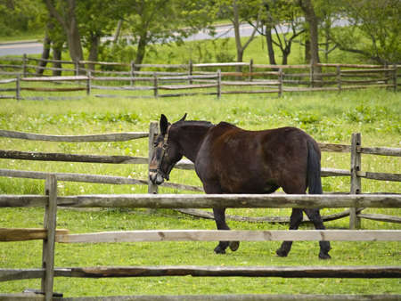 A horse in a corral on a farm in Central New Jersey.の写真素材