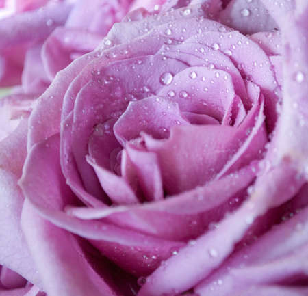 A close-up of an unusual purple rose with droplets of water.の写真素材
