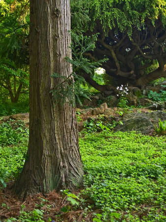 A Spring scene of trees and plant life in the ornamental Deep Cut Gardens, Monmouth County, NJ.